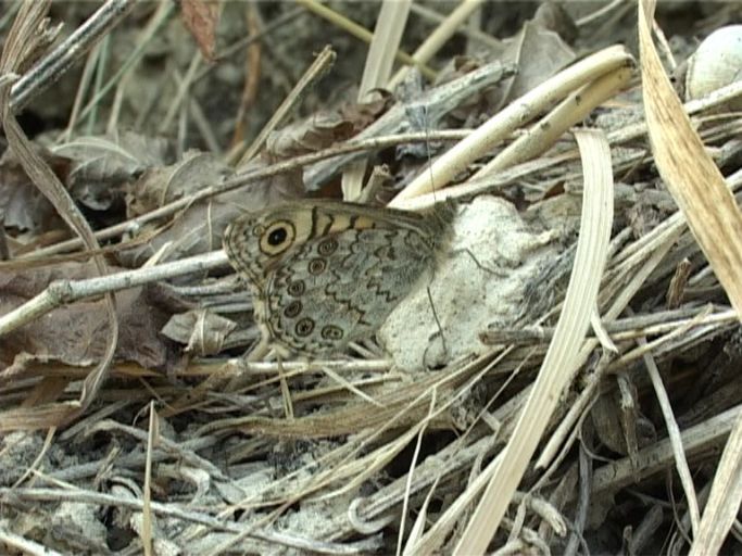 Mauerfuchs ( Lasiommata megera ), Flügelunterseite : Kaiserstuhl, 14.07.2006